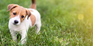 Decoding the dream of seeing a dead dog: What does...