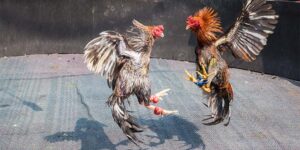 Master Thomo Cockfighting terminology With This Ha...