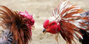 Best Days For Cockfighting Based On Luck For The W...